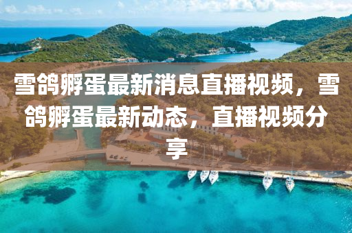 雪鴿孵蛋最新消息直播視頻，雪鴿孵蛋最新動態(tài)，直播視頻分享